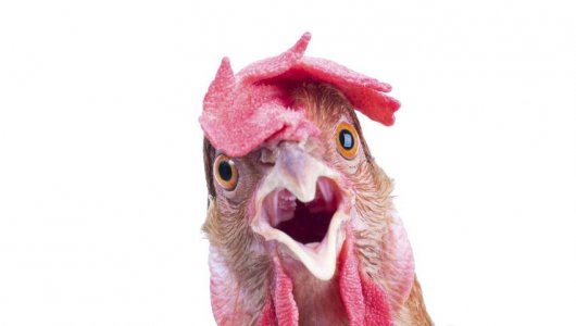 Куриные яйца из России - самые дешёвые в мире, - заявил Птицесоюз