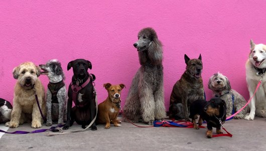 Названы самые умные породы собак. Что они умеют?